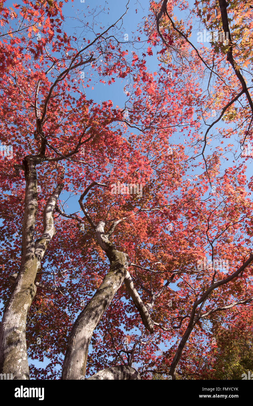 Kyoto, Japan. Die Tenryu-Ji-Tempel im Stadtteil Sagano in Kyoto ist umgeben von bunten japanischen Ahorn Herbstlaub. Stockfoto