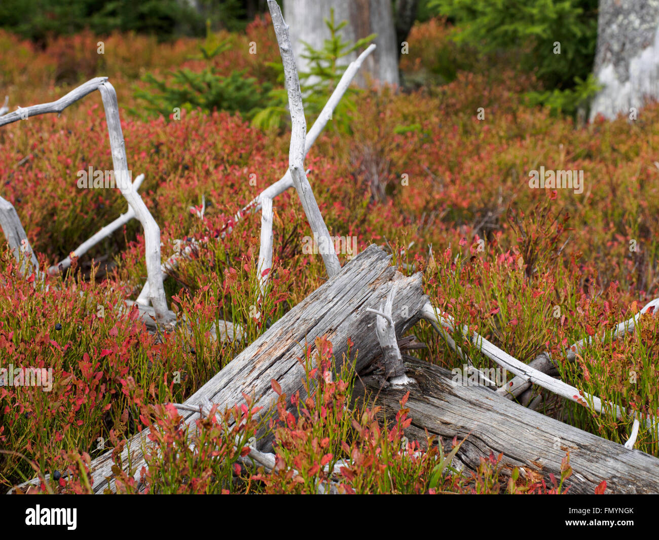 Bunte Waldboden im Nationalpark Bayerischer Wald Stockfoto