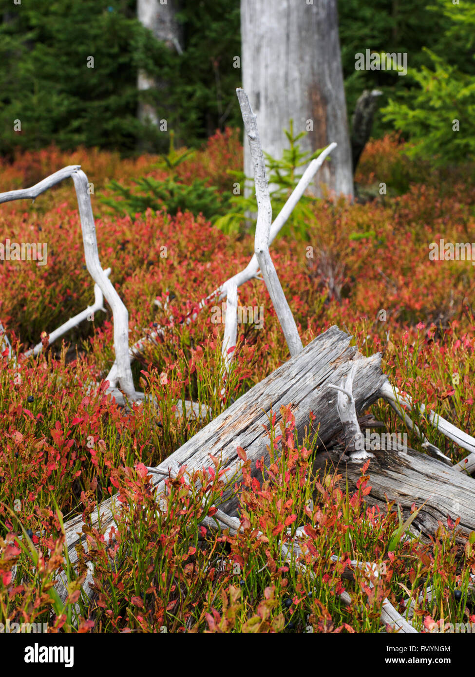 Bunte Waldboden im Nationalpark Bayerischer Wald Stockfoto