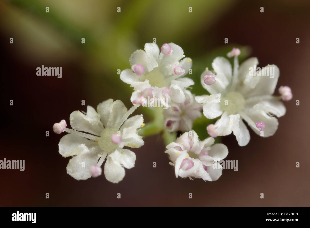 Sehr kleine weiße Blume (caryophyllaceae oder Nelken) Stockfoto