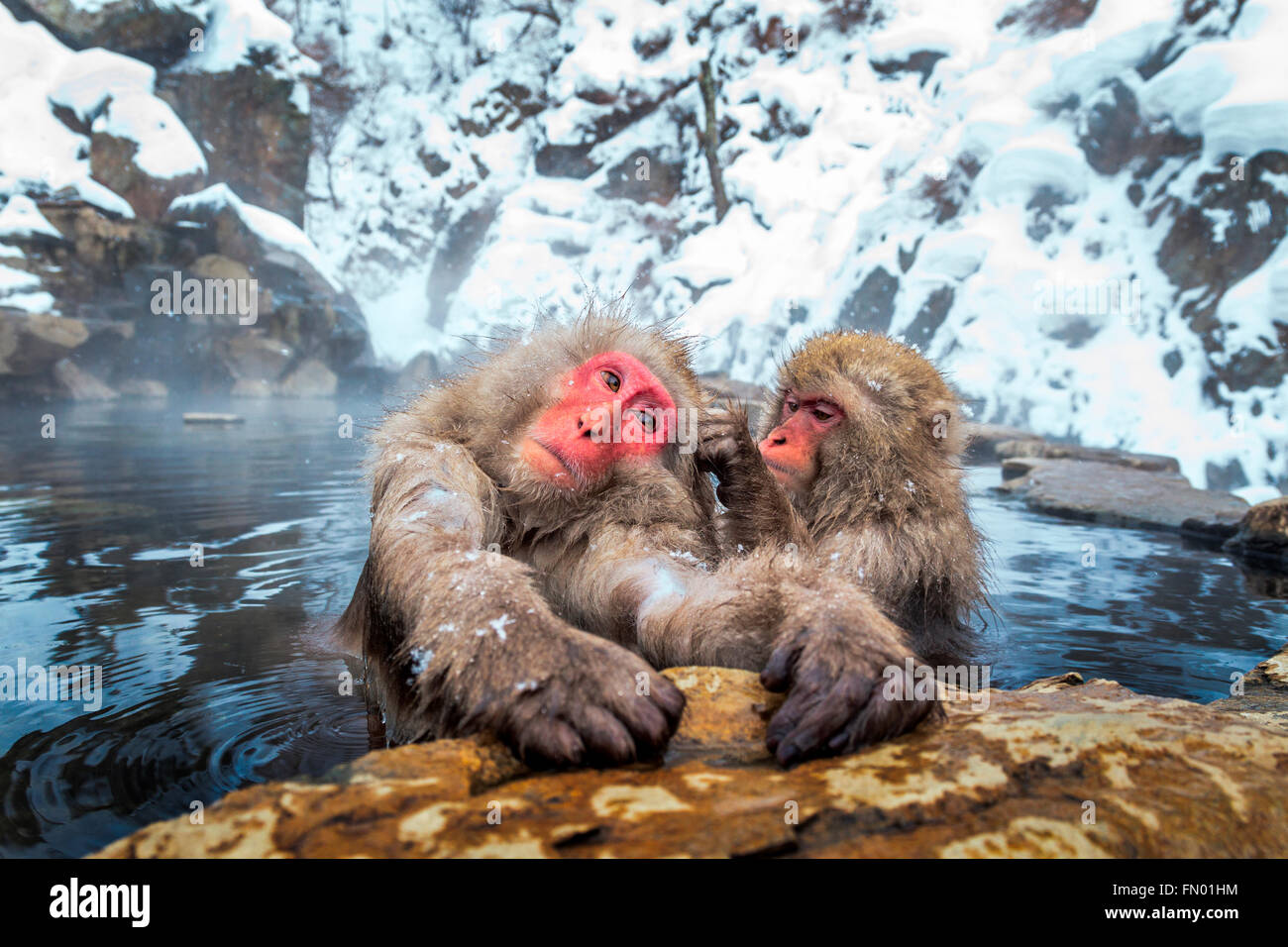 Schneeaffen Pflege bei Jigokudani Sprudel, Japan. Stockfoto