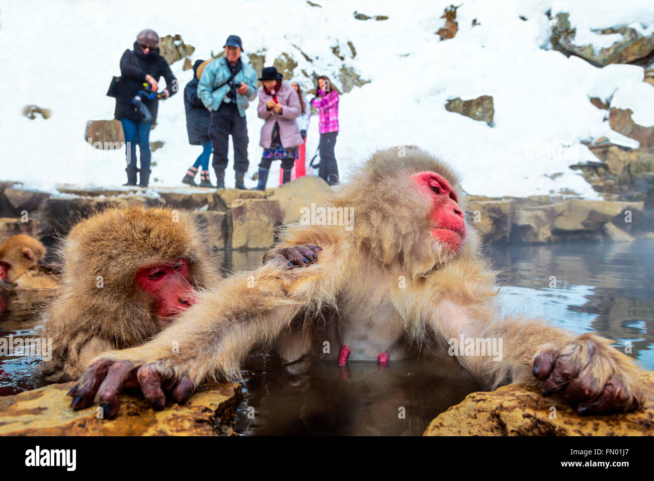 Schneeaffen Pflege bei Jigokudani Sprudel, Japan. Stockfoto
