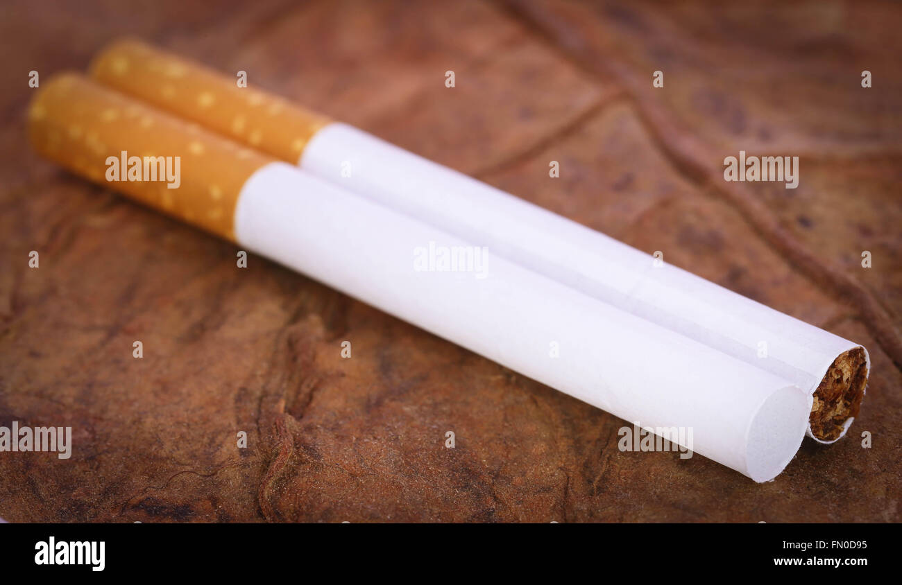 Nahaufnahme des Filters auf trockenen Tabak Zigarette Stockfoto