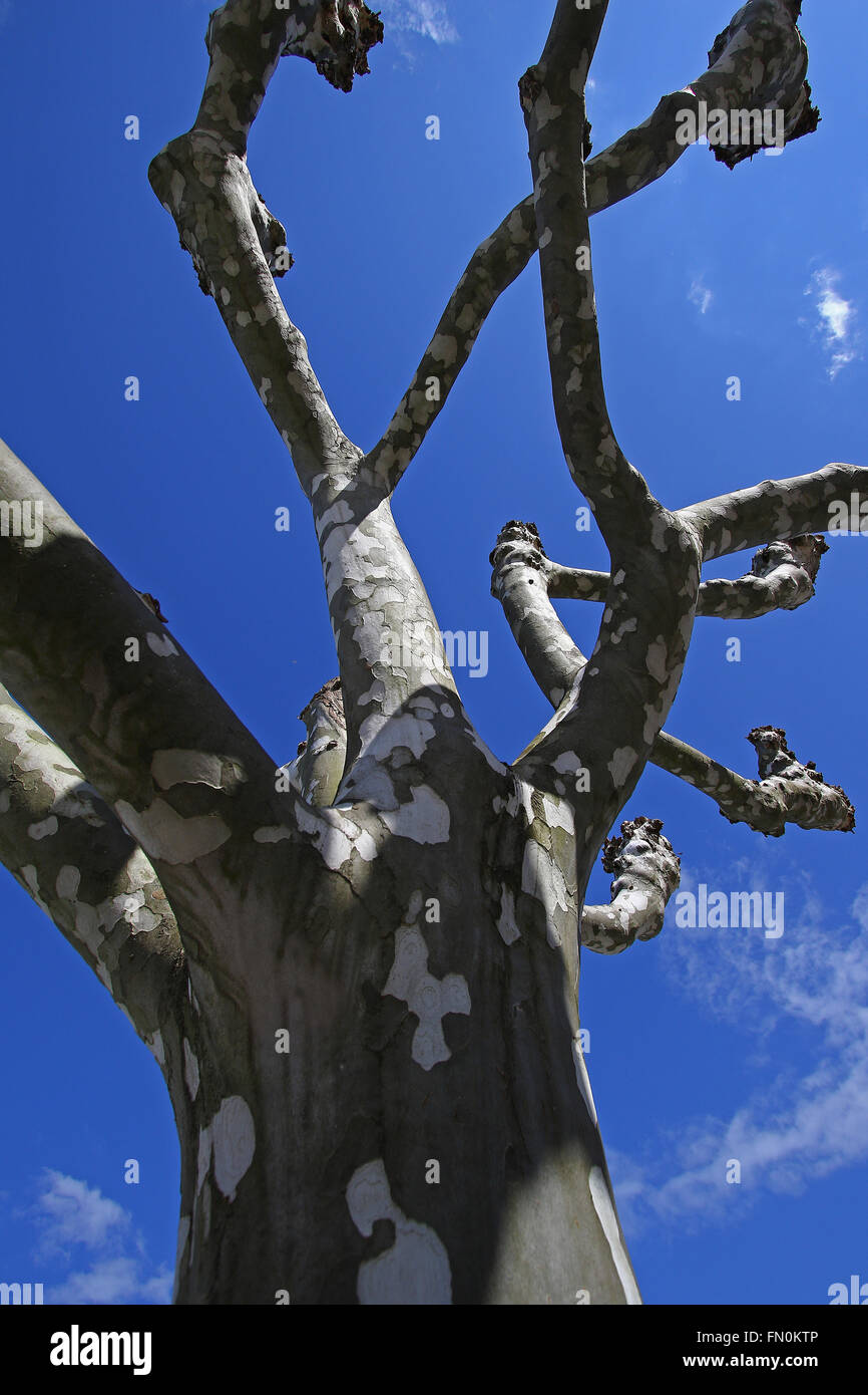 Die Platane oder Platane, ist der Baum des Hippokrates gesehen hier im Winter ohne Blätter Stockfoto