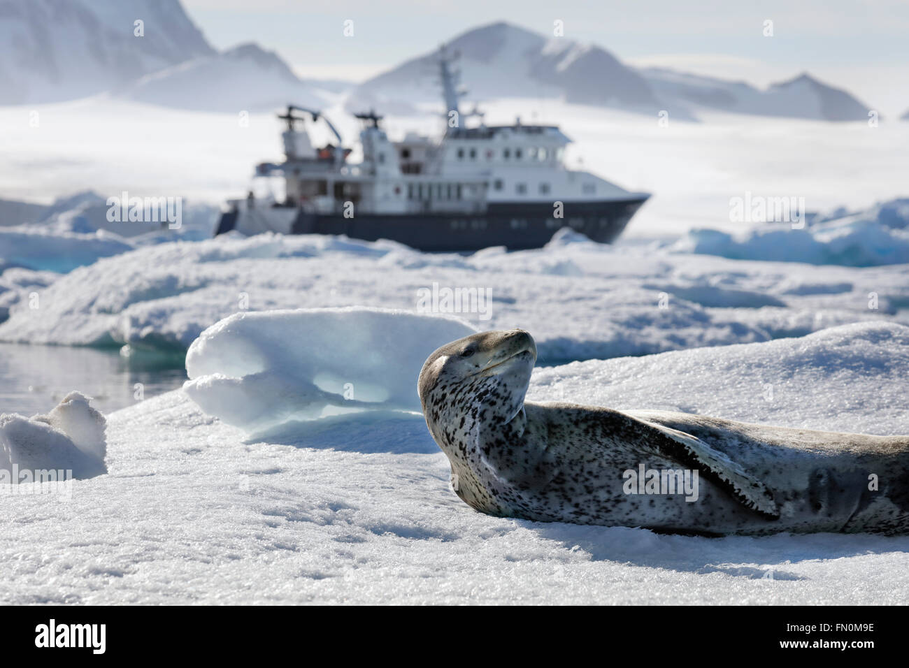 Antarktis, antarktische Halbinsel, Brown zu bluffen, Leopard seal auf Eisscholle liegend mit Expeditionsschiff Hanse Explorer in der Ferne Stockfoto