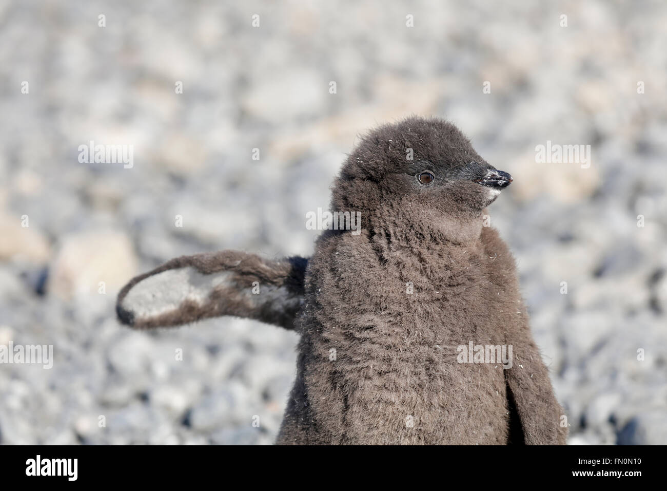 Antarktis, Antarktische Halbinsel, Brown Bluff. Adelie Pinguin, Küken Stockfoto
