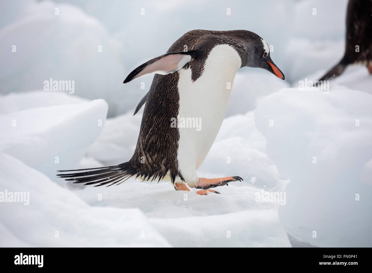 Antarktis, Antarktische Halbinsel, Neko Harbour, Gentoo Pinguin Stockfoto