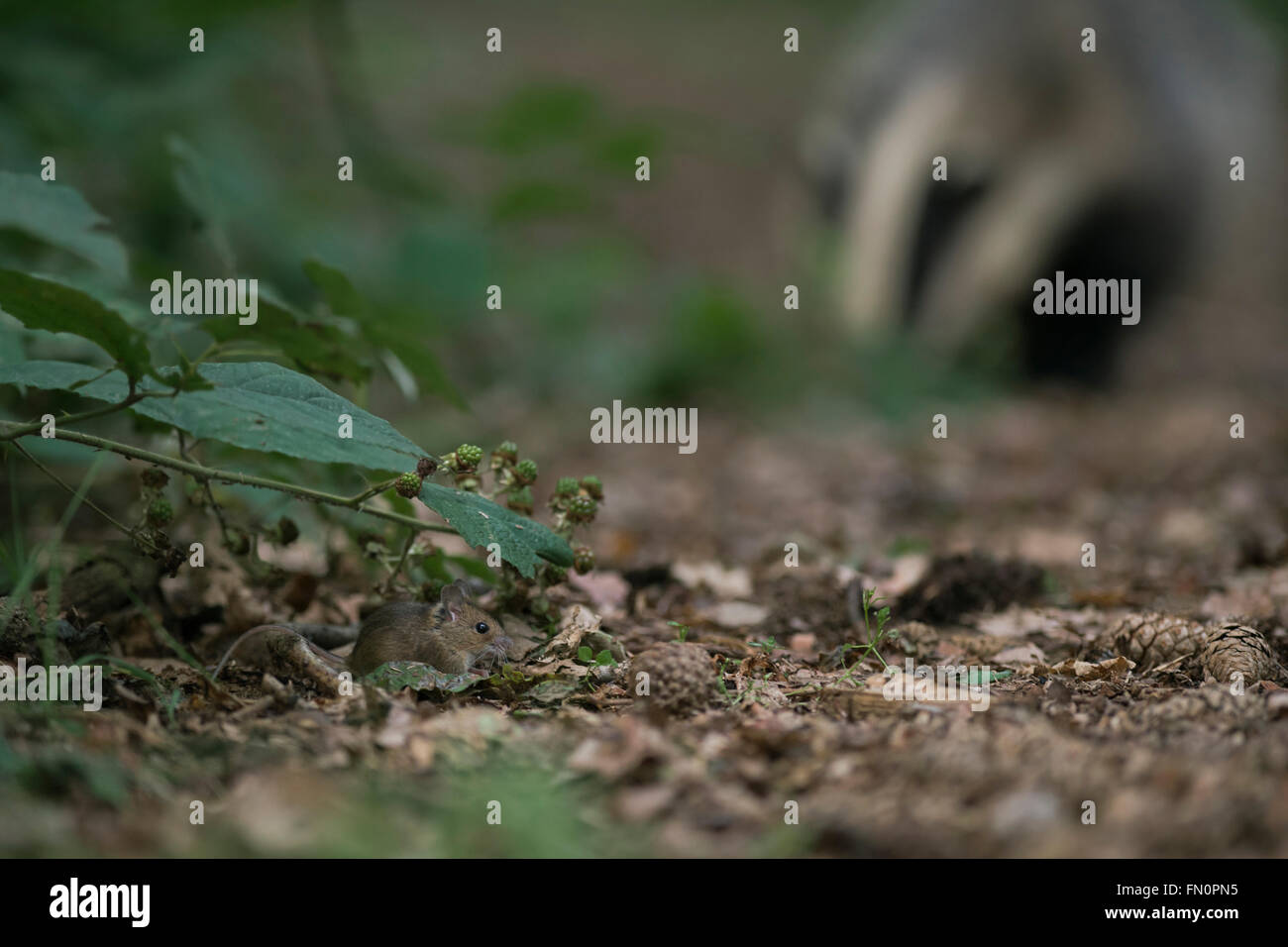 Long Tail Field Mouse / Wood Mouse ( Apodemus sylvaticus ) versteckt sich vor einem näher kommenden Dachs unter brombeerranken, Wildtiere, Europa. Stockfoto