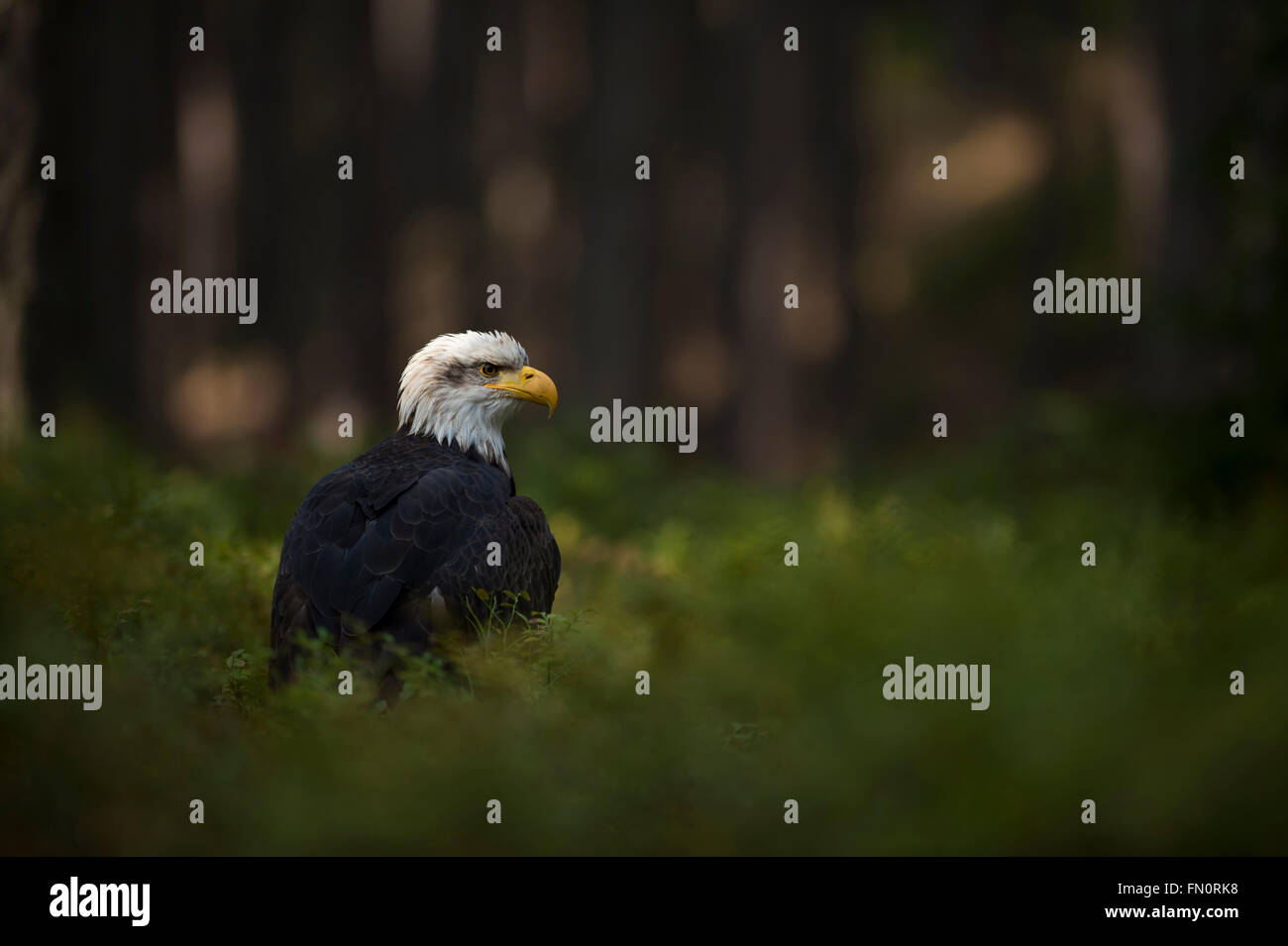 Weißkopf-Seeadler (Haliaeetus Leucocephalus), beobachtet aufmerksam, sitzt im Rampenlicht im Unterholz von dunklem Holz. Stockfoto