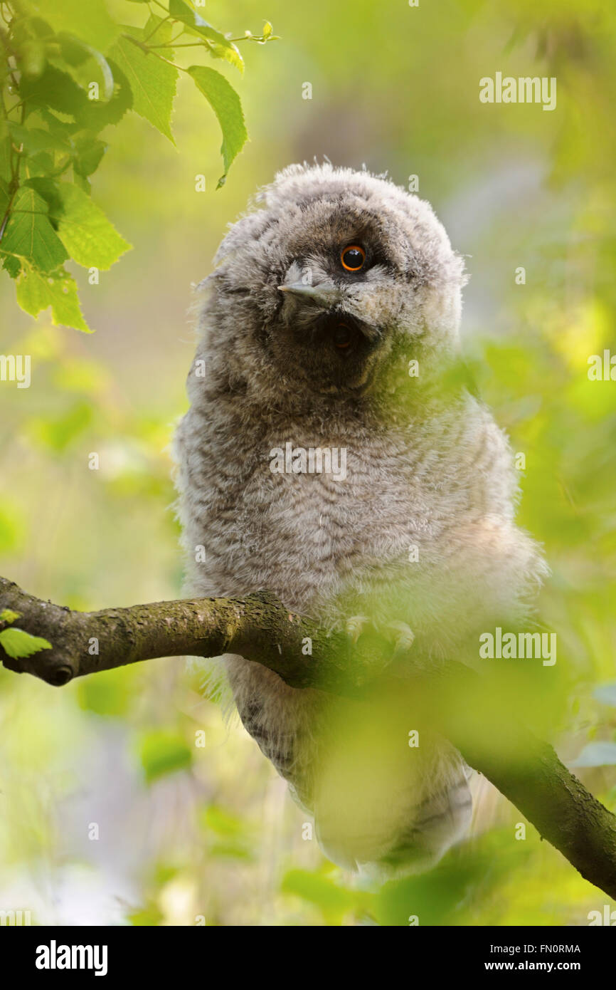 Langohrige Eulen ( Asio otus ), die in einem Baum thront, dreht ihren Kopf um, um eine bessere Sicht zu erhalten, Wildtiere, frische Frühlingsfarben, Tierwelt, Europa. Stockfoto