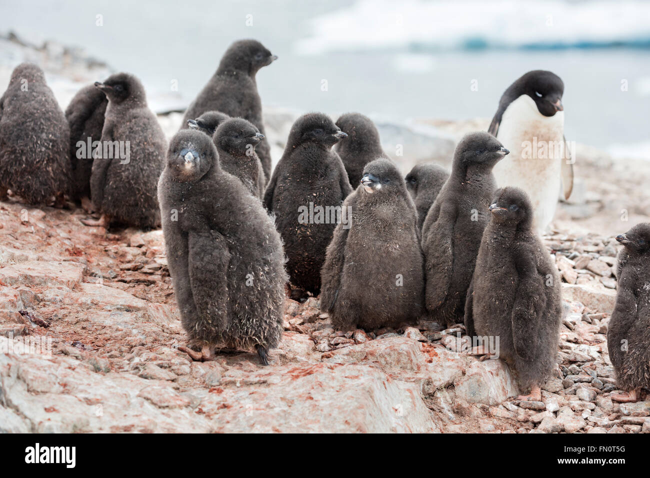 Antarktis, antarktische Halbinsel, Petermann Island, Adelie Pinguin Küken Stockfoto