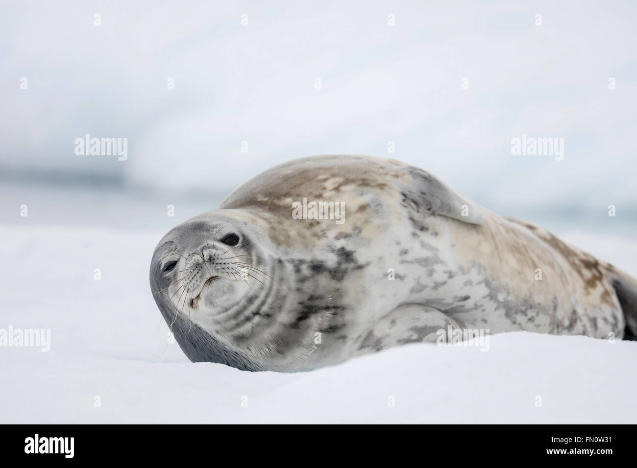 Antarktis, antarktische Halbinsel, Weddell Dichtung liegen auf Eis im Hafen von Mikkelson Stockfoto