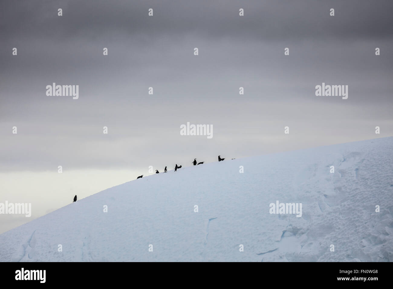 Antarktis, antarktische Halbinsel, gemischte Gruppe von Pinguinen mit Kinnriemen Pinguine und Gentoo Penguin auf Eisberg mit stürmischen Himmel Stockfoto