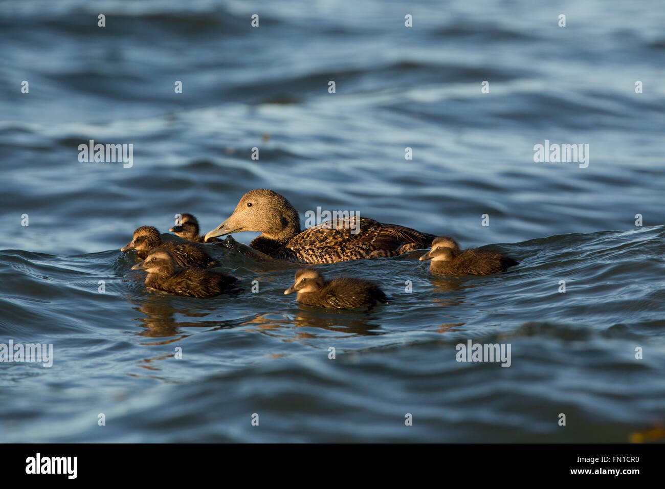 Eider Entenküken; Somateria Mollissima Erwachsener mit Entenküken Northumberland; UK Stockfoto