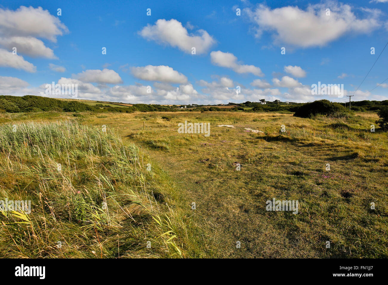 Gwithian Green Nature Reserve; Cornwall; UK Stockfoto
