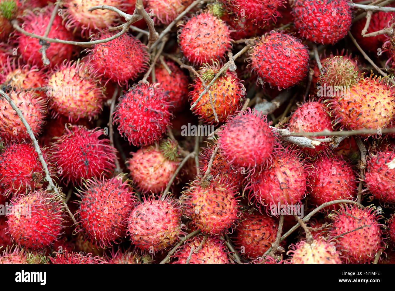 Litschi-Frucht, Markt, Hoi an, Vietnam Stockfoto