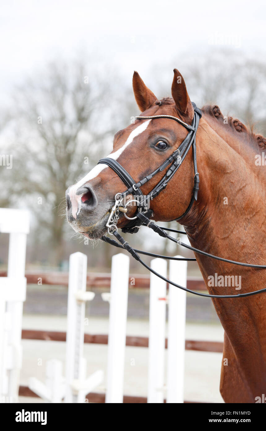 ein brauner Pferdekopf mit einer Kandare und Zügel Stockfoto