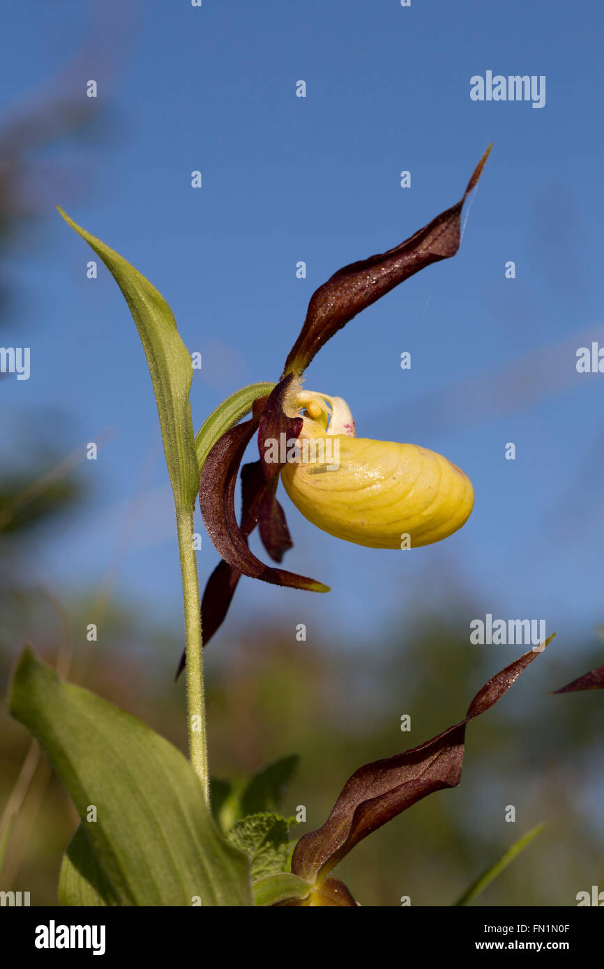 Frauenschuh Orchidee; Cypripedium Calceolus Blume Cumbria; UK Stockfoto