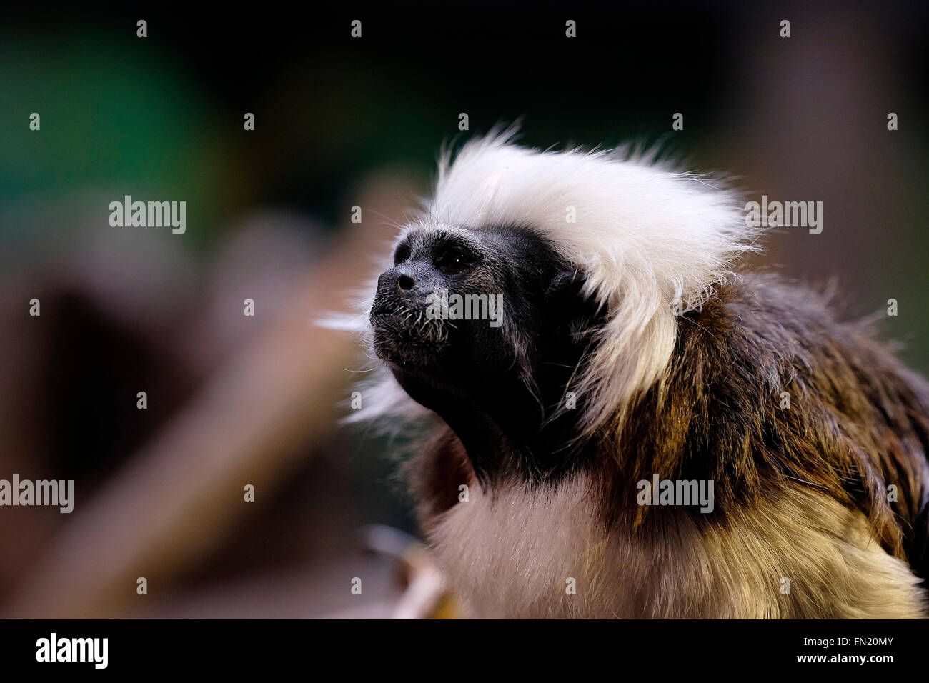 Ein Baumwoll-Top Tamarin (Saguinus Oedipus) kleines Äffchen in den tropischen Regenwald des nordwestlichen Kolumbien gefunden Stockfoto