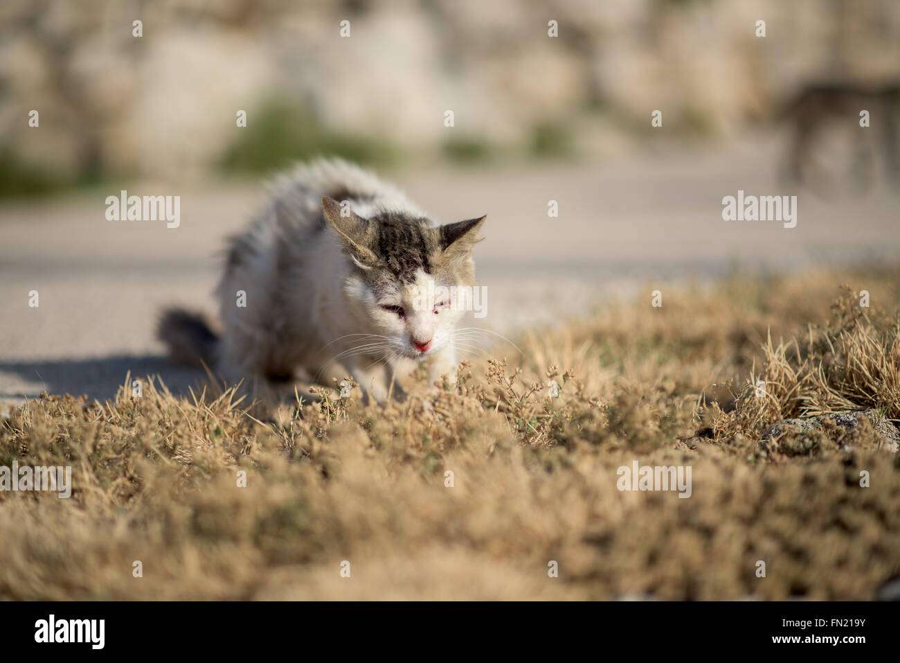 Krank streunende Katze auf liegen auf dem Rasen Stockfoto