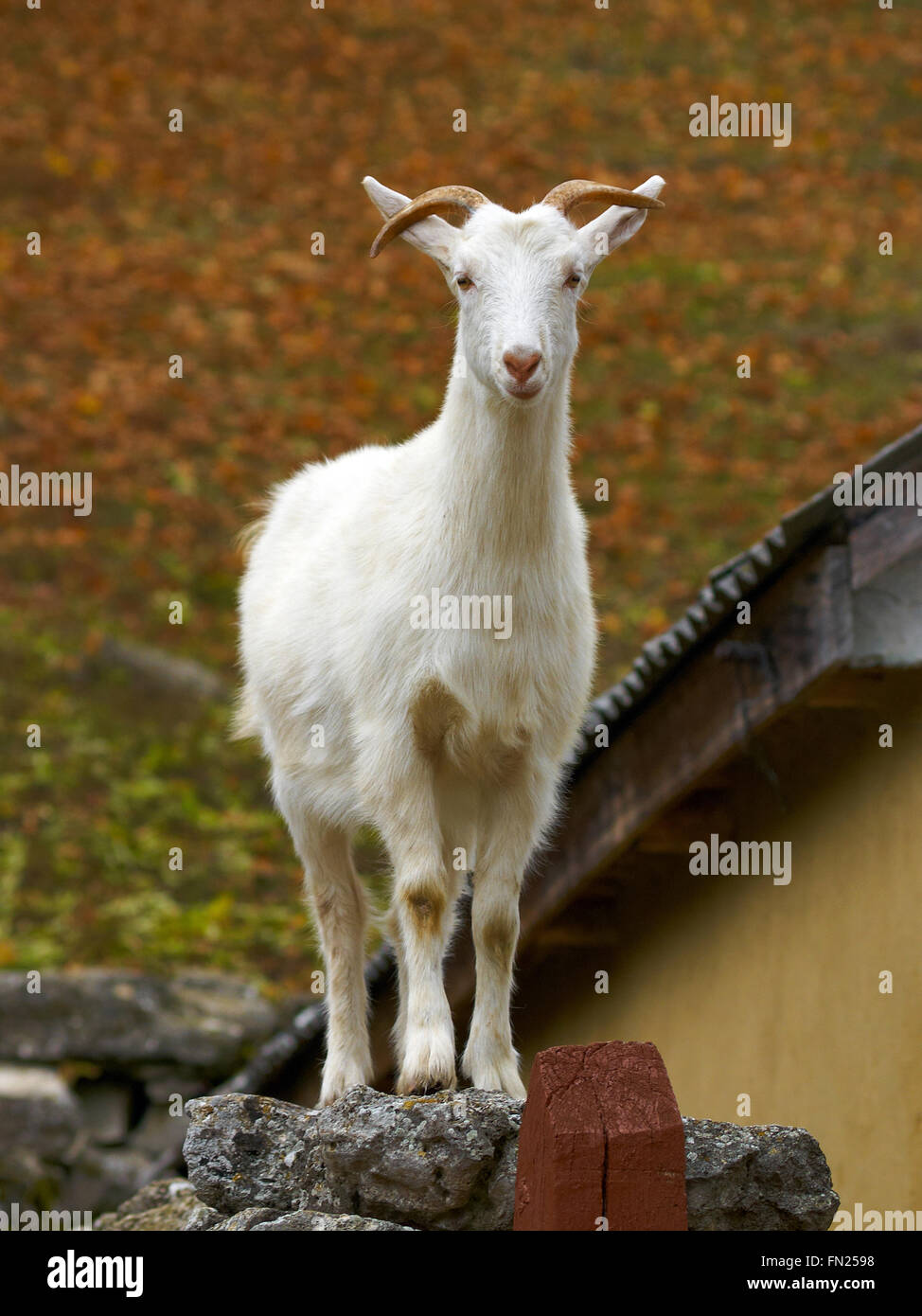 Weiße Ziege stehend auf dem Stein neben Dorf Hausdach Stockfoto