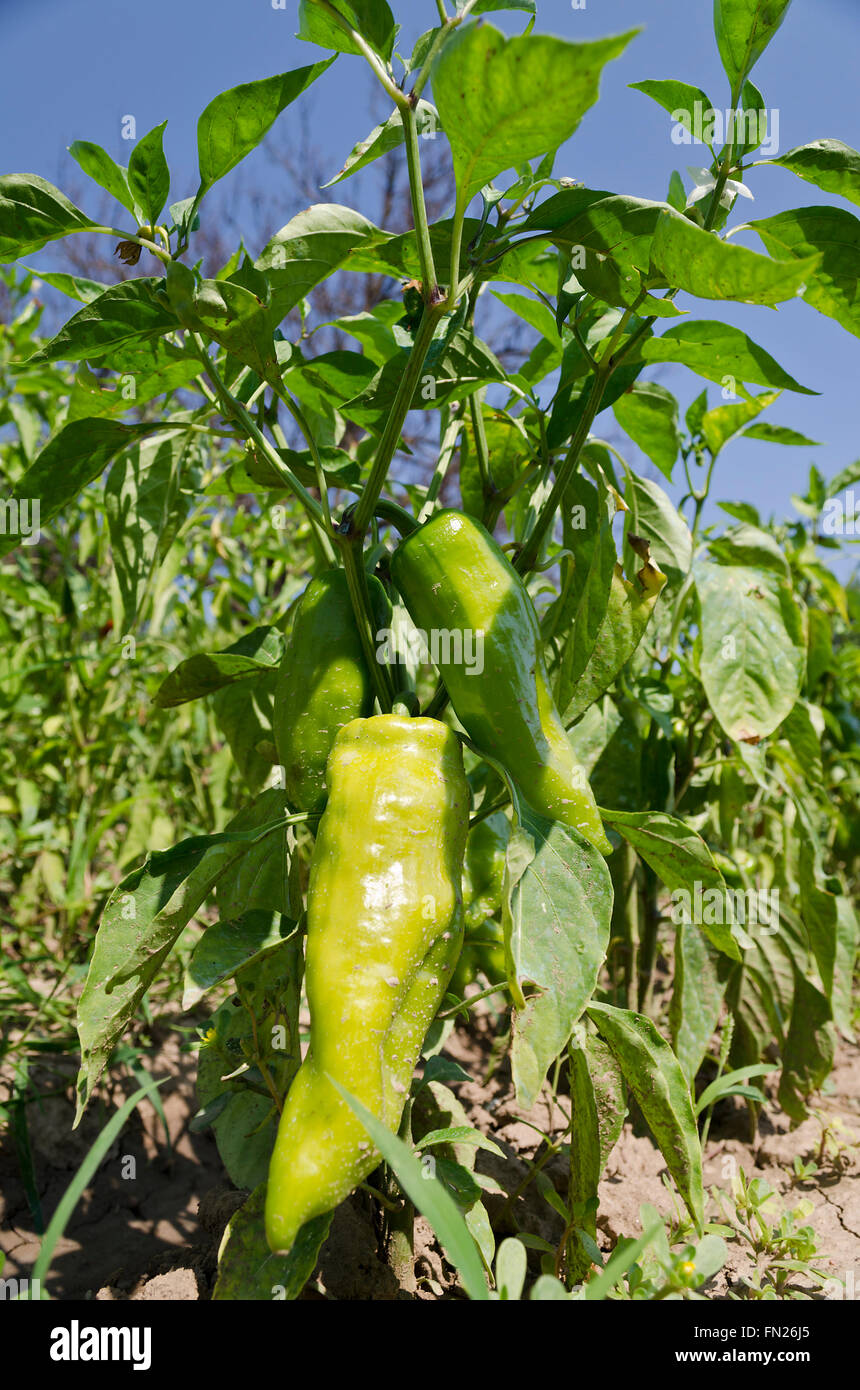 Grüne Paprika im Garten wächst Stockfoto