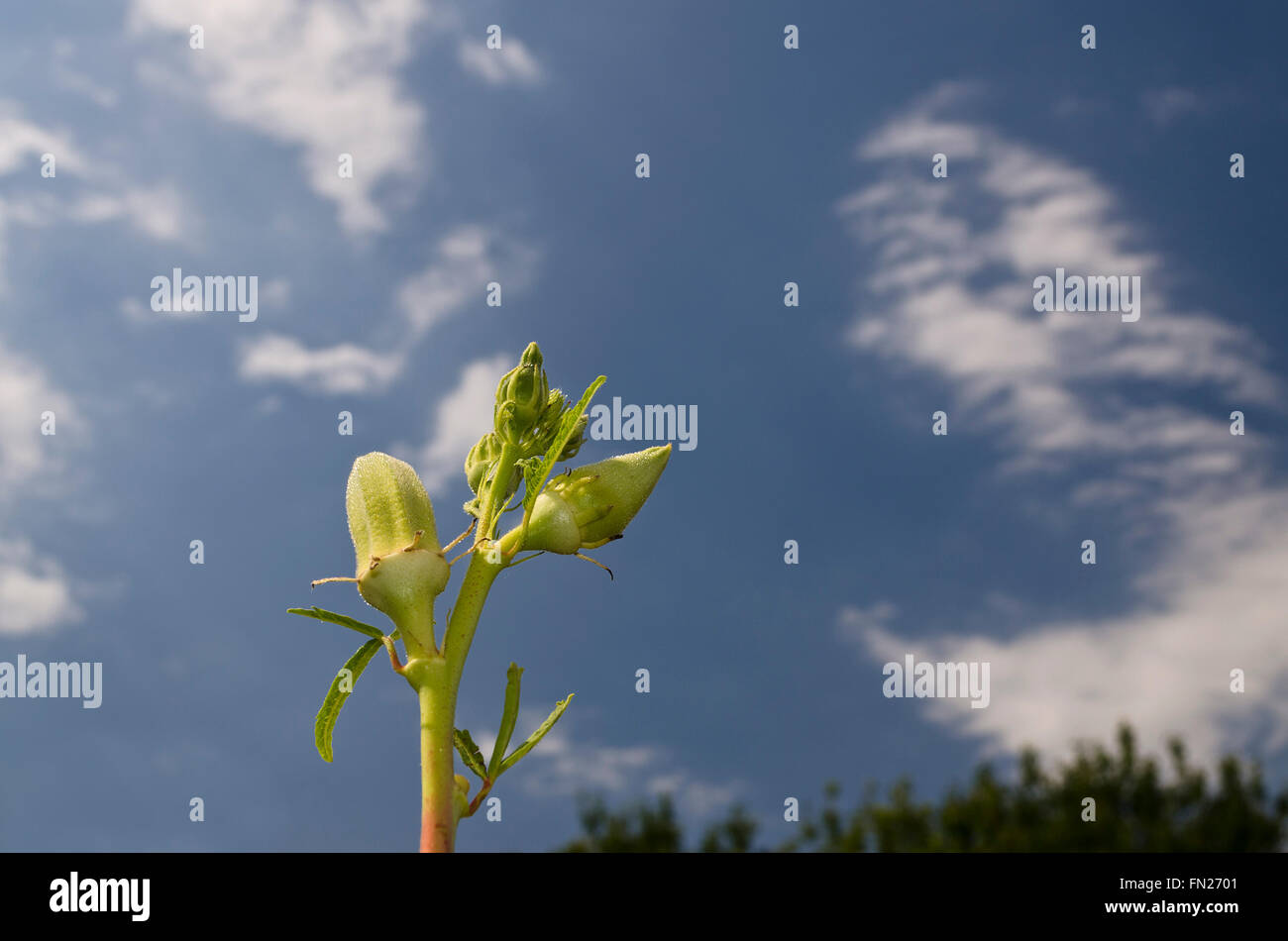 Okra oder Gumbo, verschiedene grüne Kraut Blüte am Himmel Stockfoto