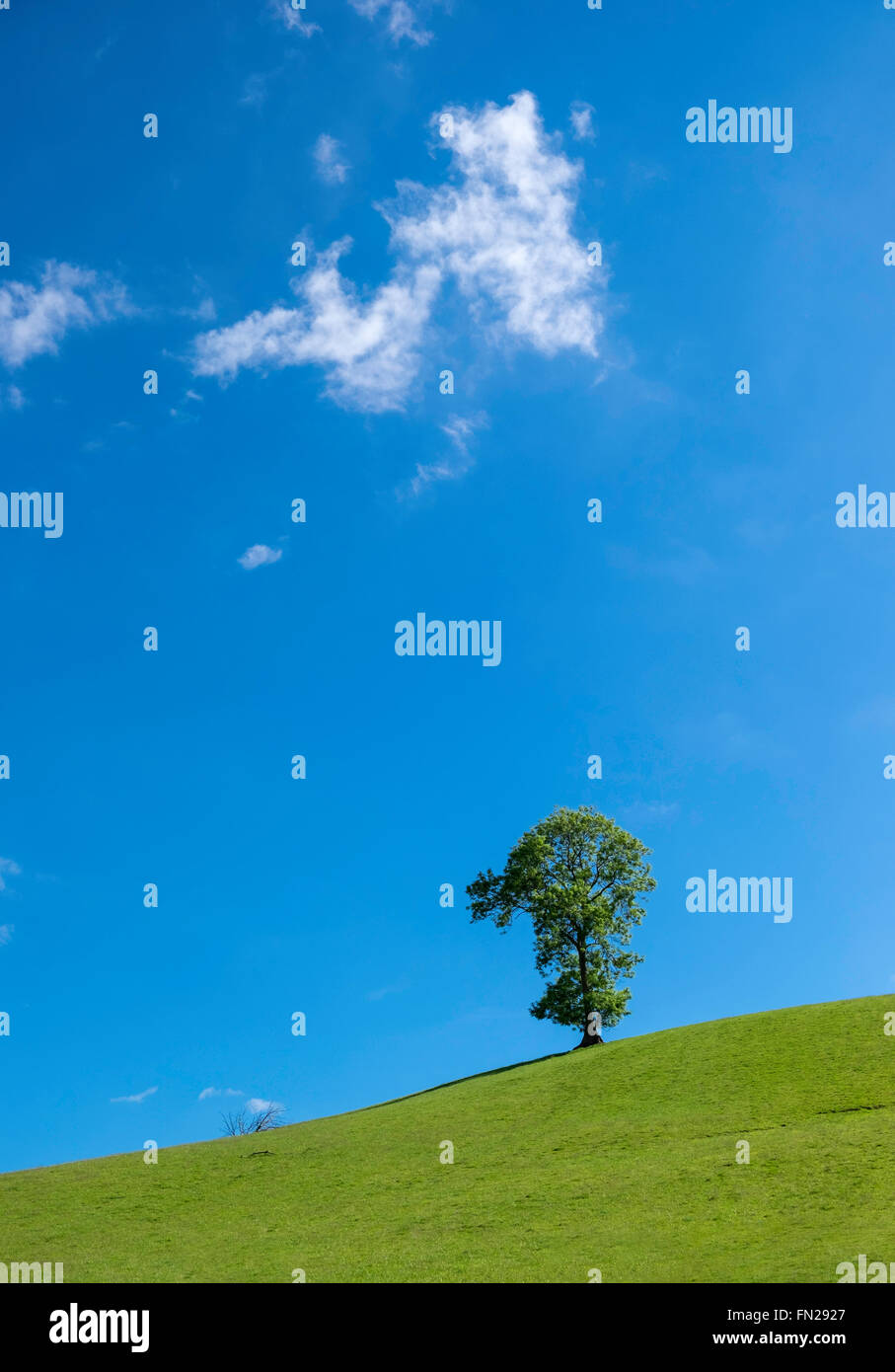 Einsamer Baum auf der Braue des Hügels in Usk Valley Ahainst leuchtend blauen Sommerhimmel mit spärlichen weißen Wolken. Monmouthshire Wales UK Stockfoto