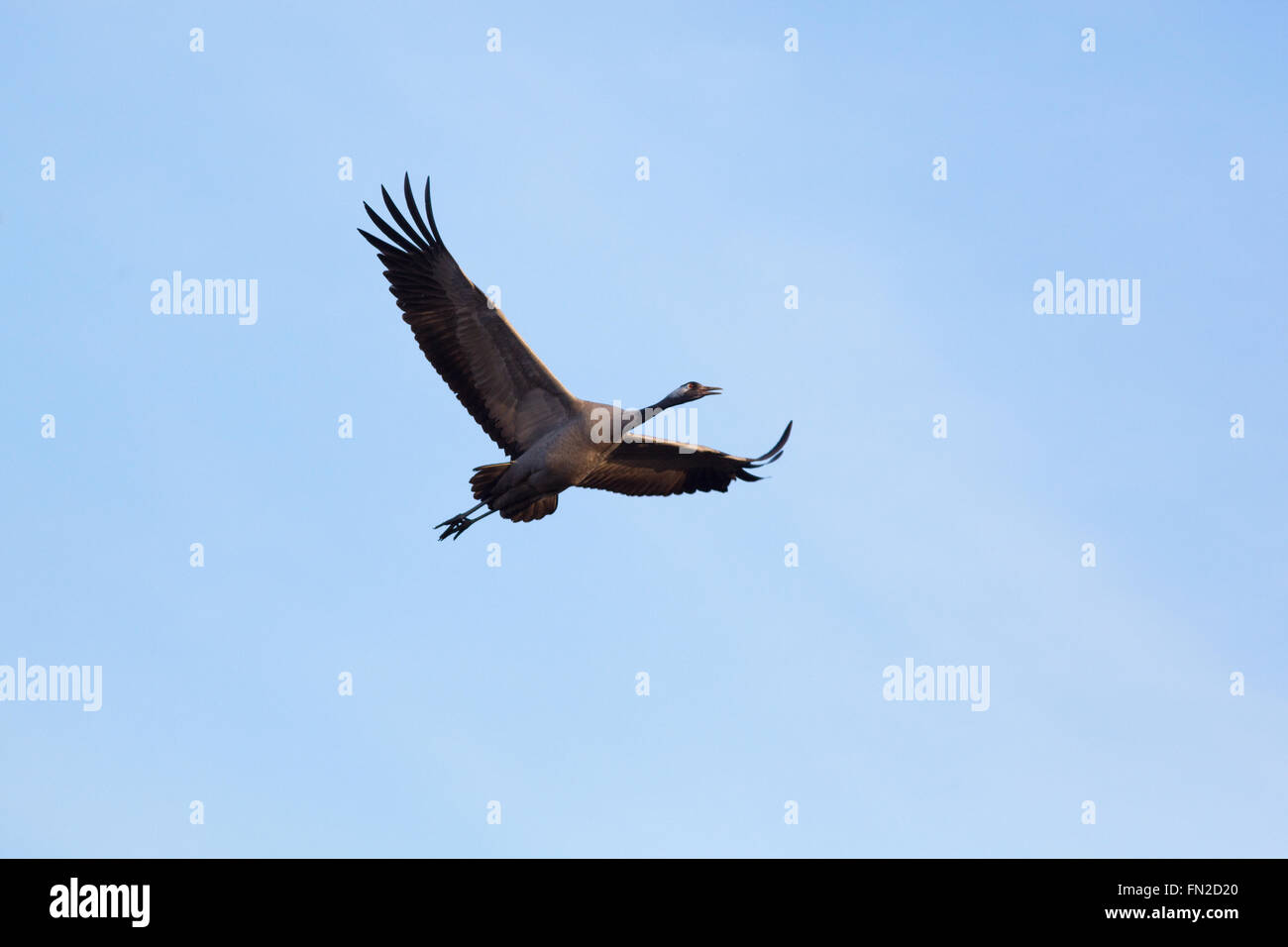 Gemeinsame oder eurasischer Kranich (Grus Grus).  Bevorstehenden Flug. Broadland. Norfolk. VEREINIGTES KÖNIGREICH. Stockfoto