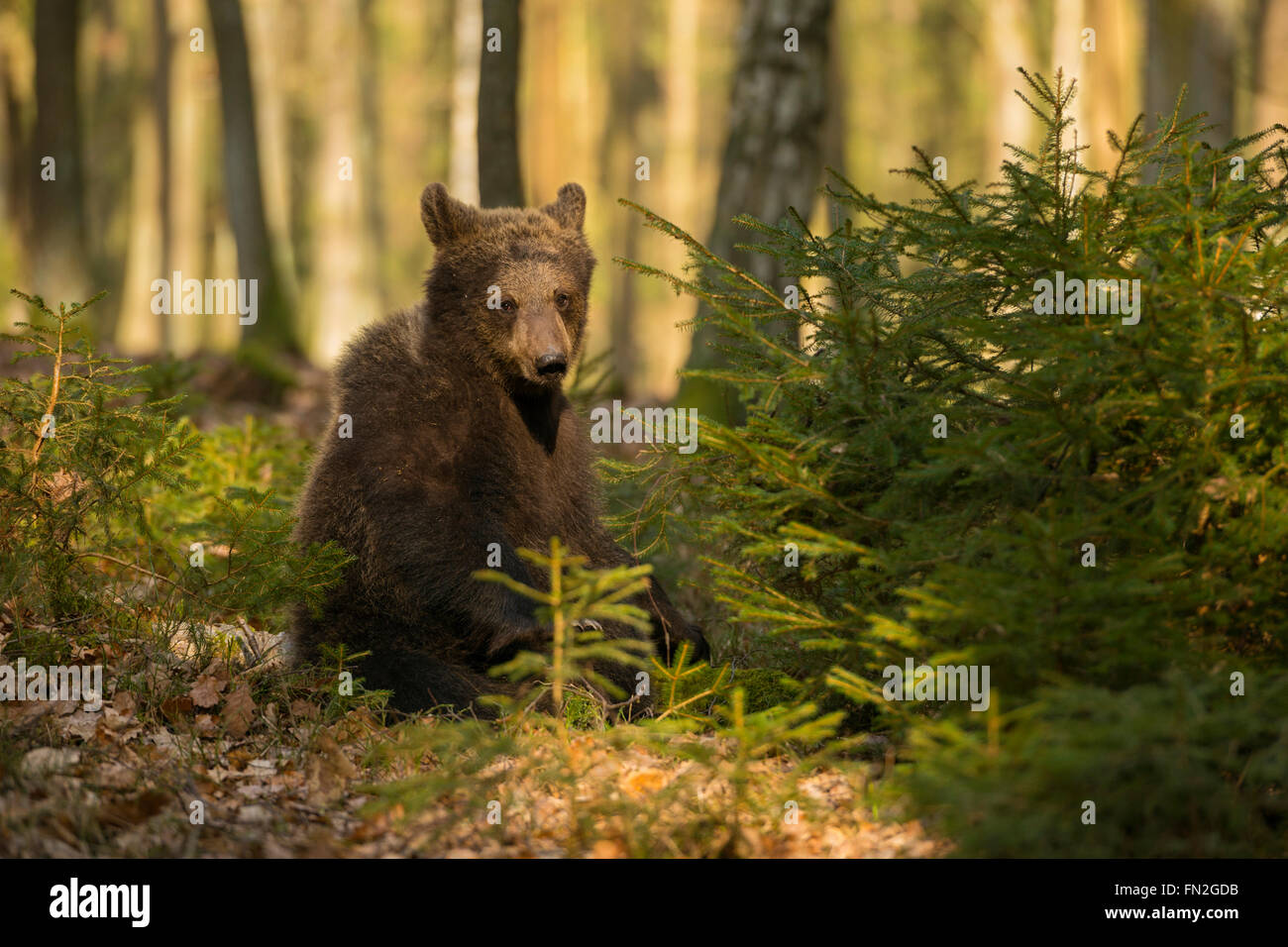 Europäischer Braunbär / Braunbaer (Ursus Arctos), jungen Cub, sitzen im Unterholz einen sonnigen Wald komische Ansicht. Stockfoto