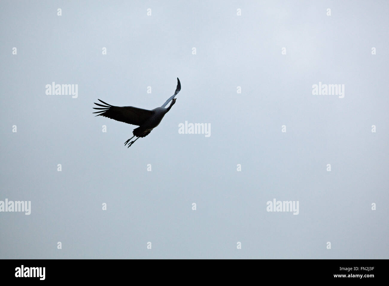 Gemeinsame oder eurasischer Kranich (Grus Grus).  Bevorstehenden Flug. Broadland. Norfolk. VEREINIGTES KÖNIGREICH. Stockfoto