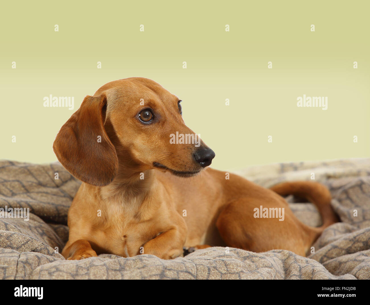 Porträt eines Dackel-Hundes Stockfoto