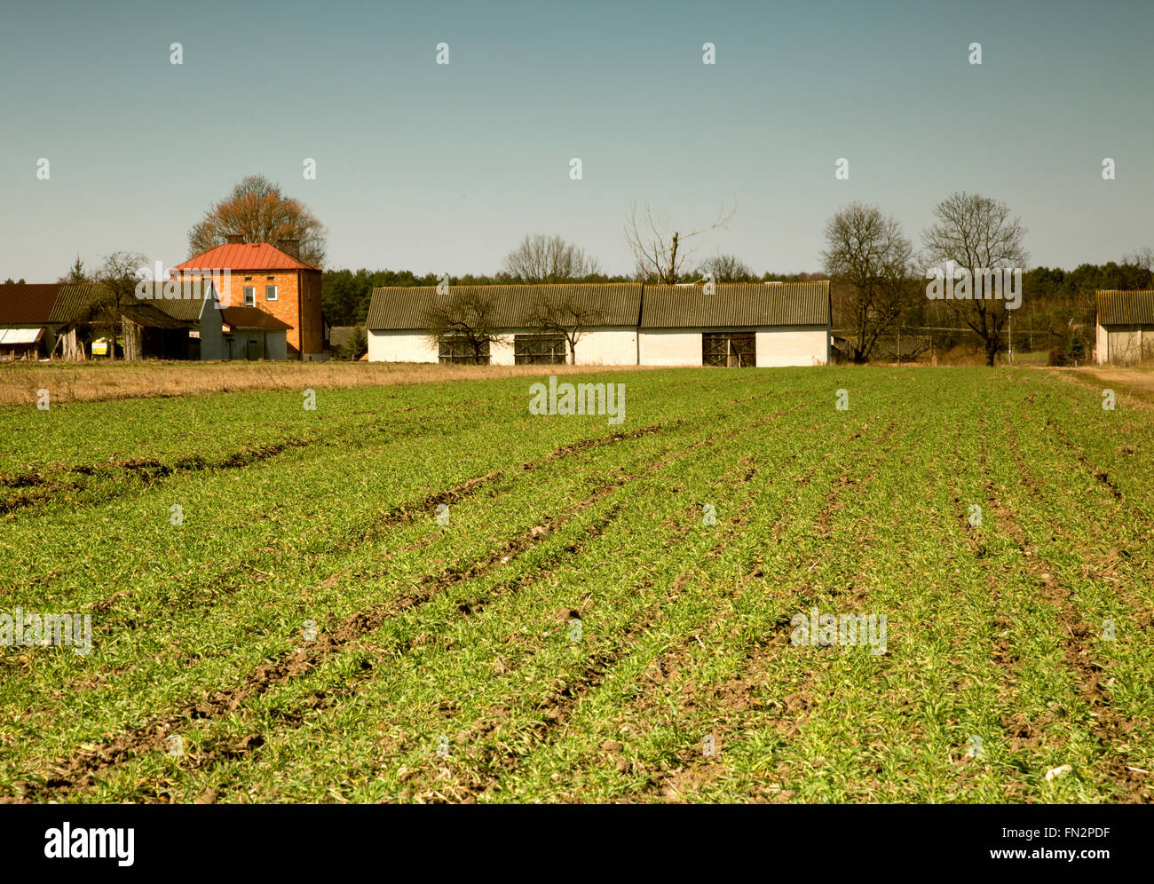Polnische Landschaft im März, Frühlingsanfang, grünen Bereich der Winterweizen, Mais und landwirtschaftlichen Gebäuden im Hintergrund. Interessante Gebiete Stockfoto