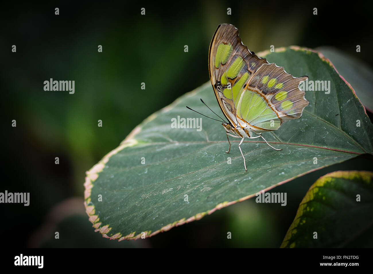 Malachit Schmetterling ruht auf einem Blatt im Gewächshaus bei RHS Wisley Stockfoto