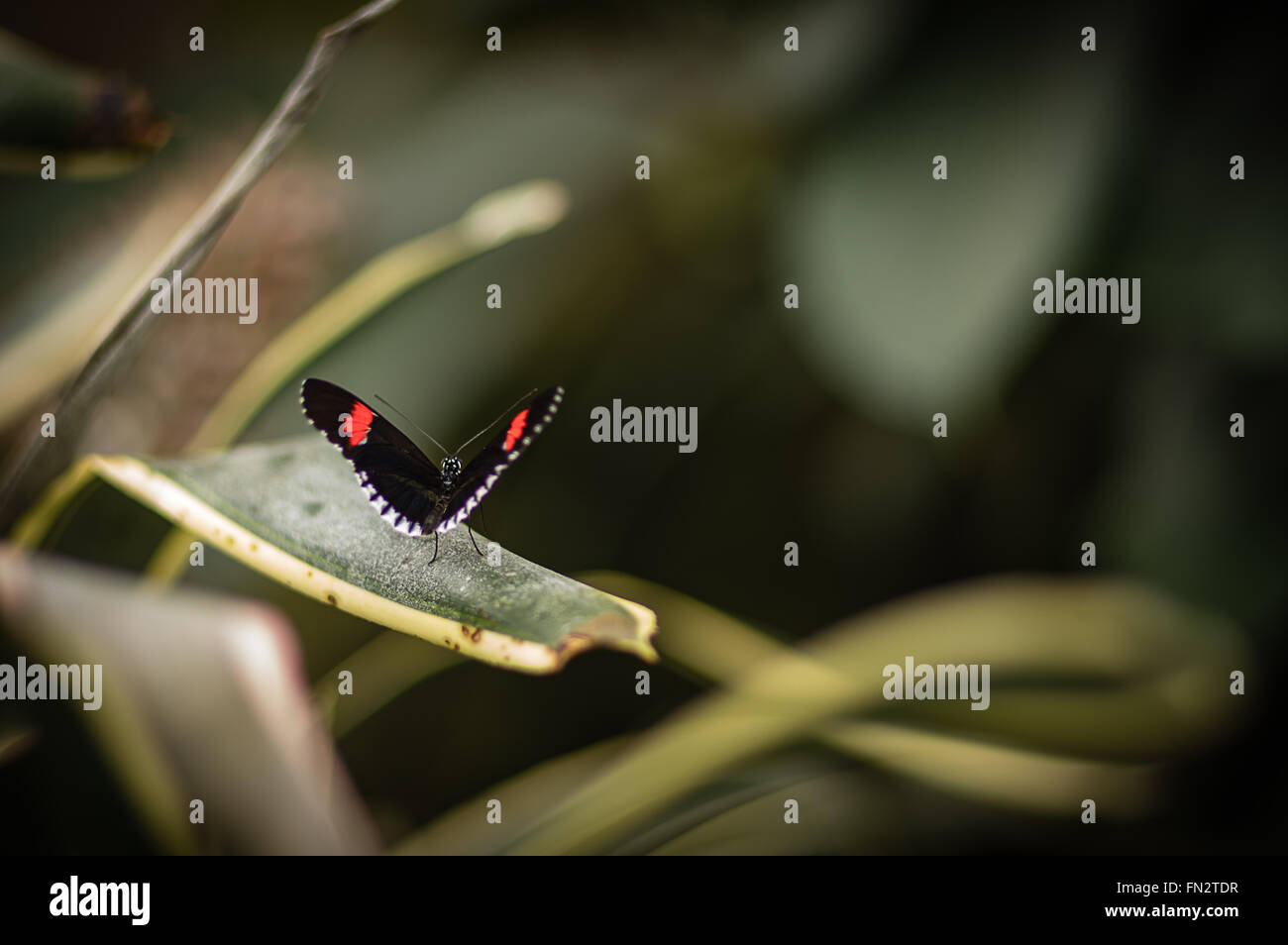 Schmetterling ruht auf einem Blatt im Gewächshaus bei RHS Wisley Stockfoto
