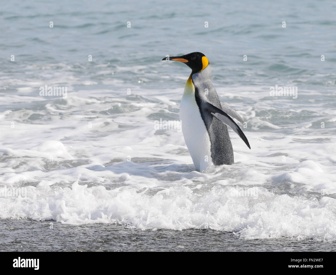 Ein Königspinguin (Aptenodytes Patagonicus) steht in der Brandung am Strand in der Nähe der Verschachtelung Kolonie auf Salisbury Plain. Stockfoto