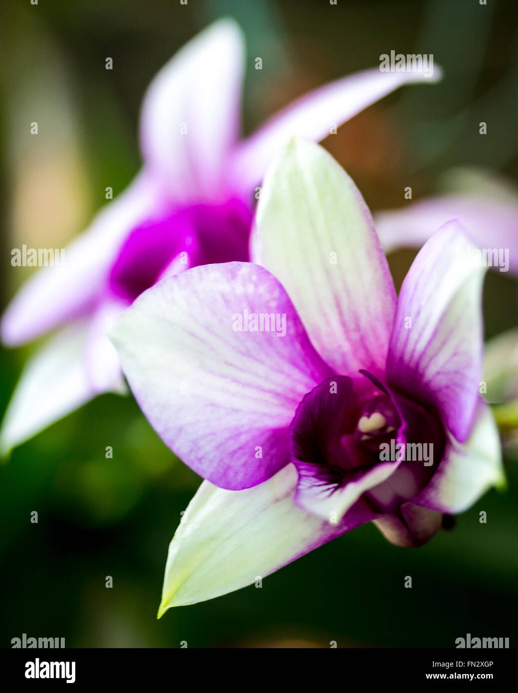 Lila Orchidee paar Stockfoto