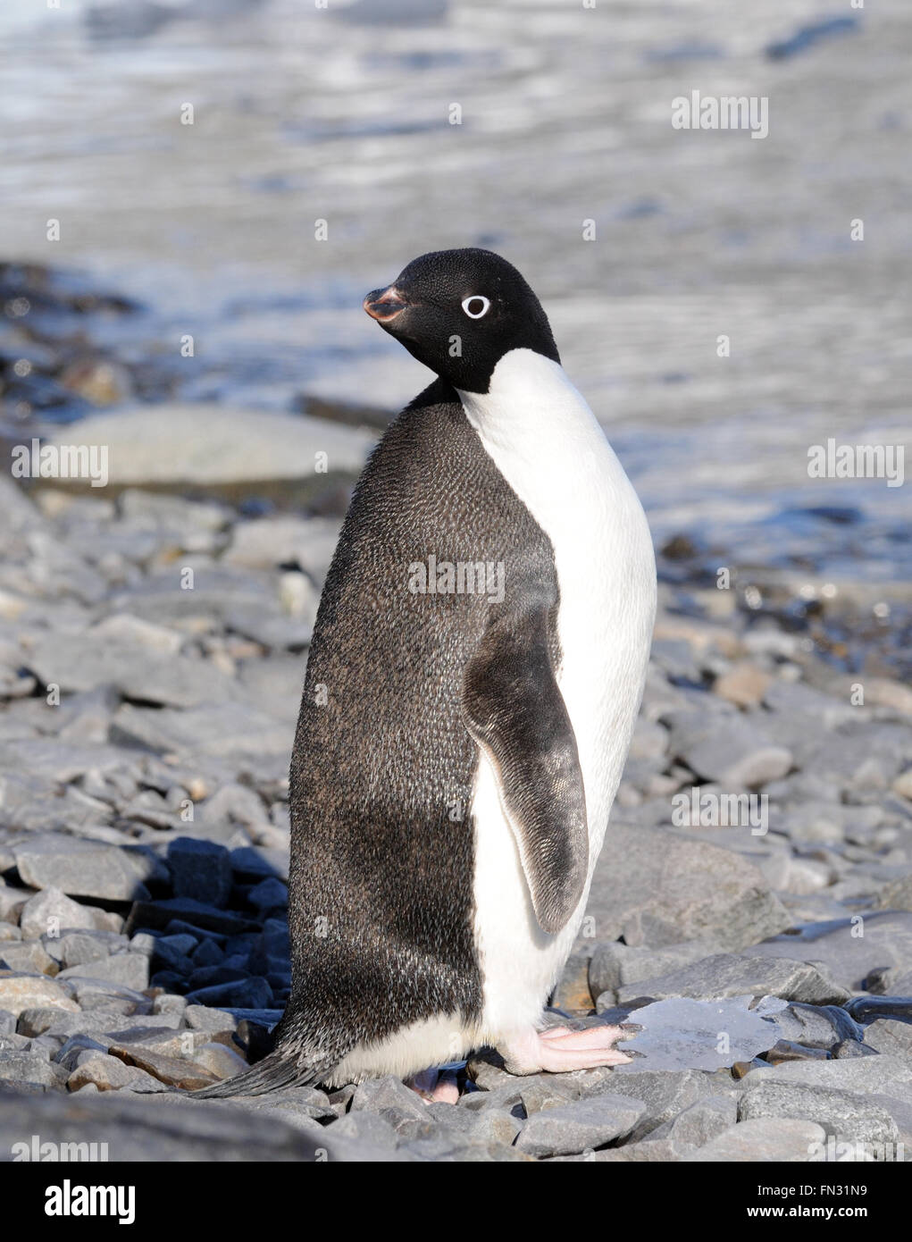 Porträt von einem Adelie Penguin (Pygoscelis Adeliae). Hope Bay, Antarktis. Stockfoto