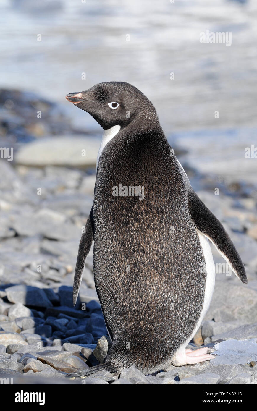 Porträt von einem Adelie Penguin (Pygoscelis Adeliae). Hope Bay, Antarktis. Stockfoto