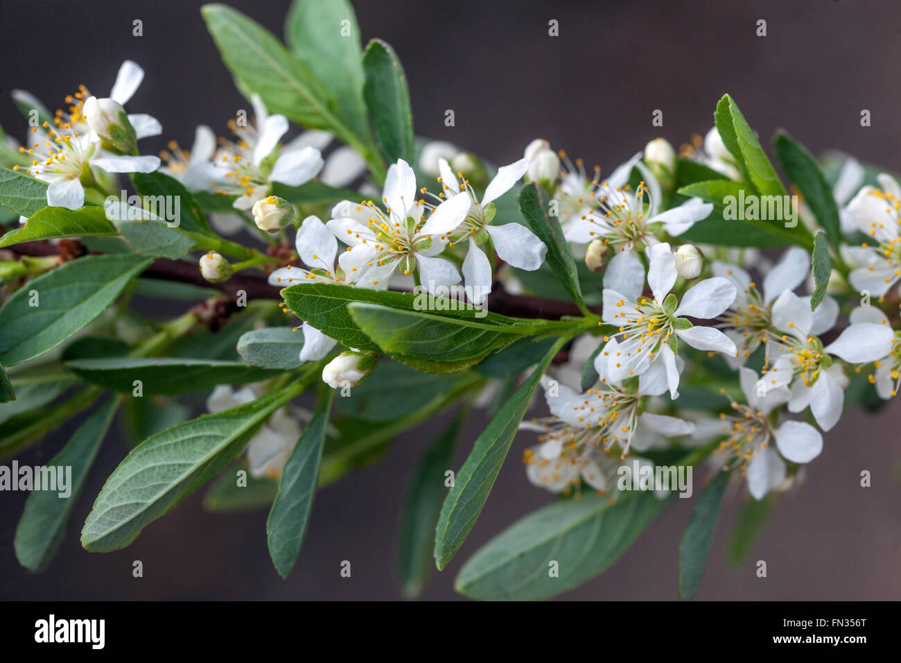 Prunus Besseyi oder Cerasus besseyi Stockfoto