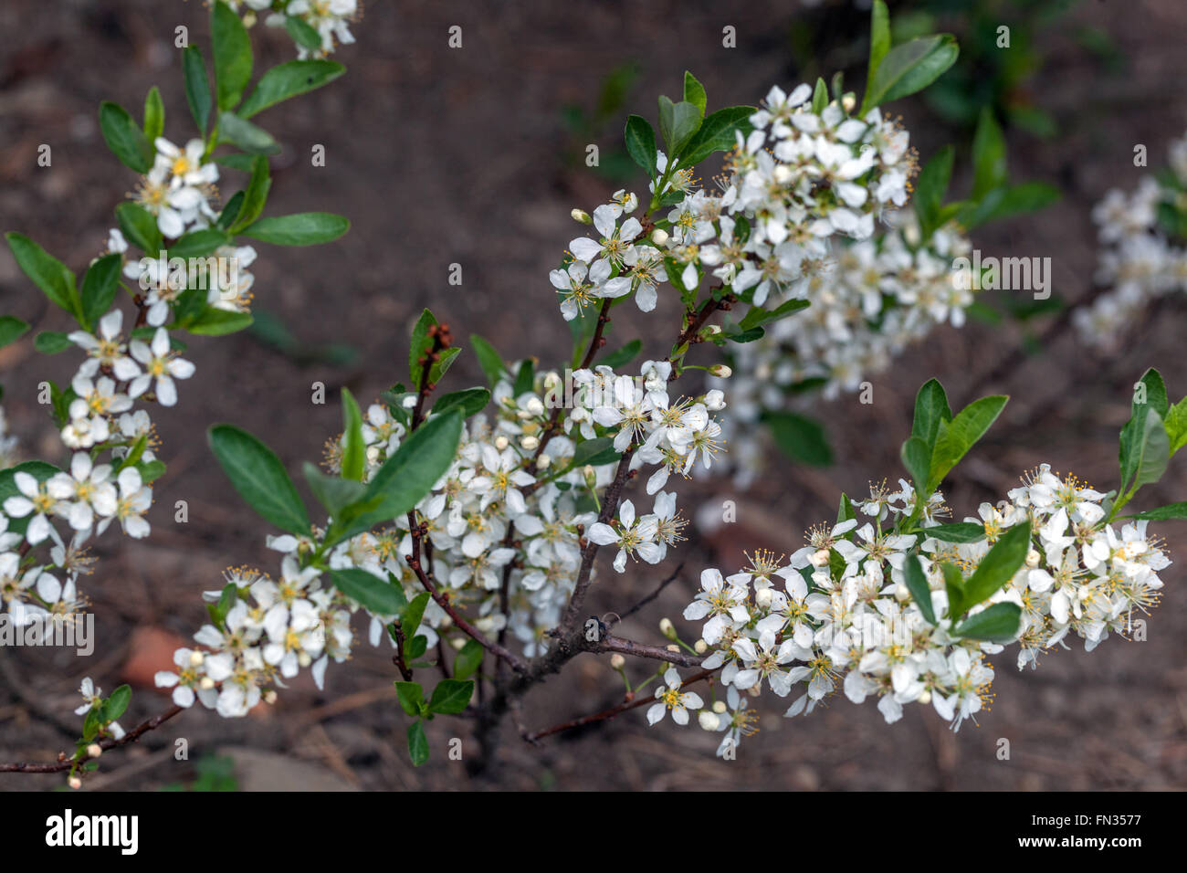 Prunus Besseyi oder Cerasus besseyi Stockfoto