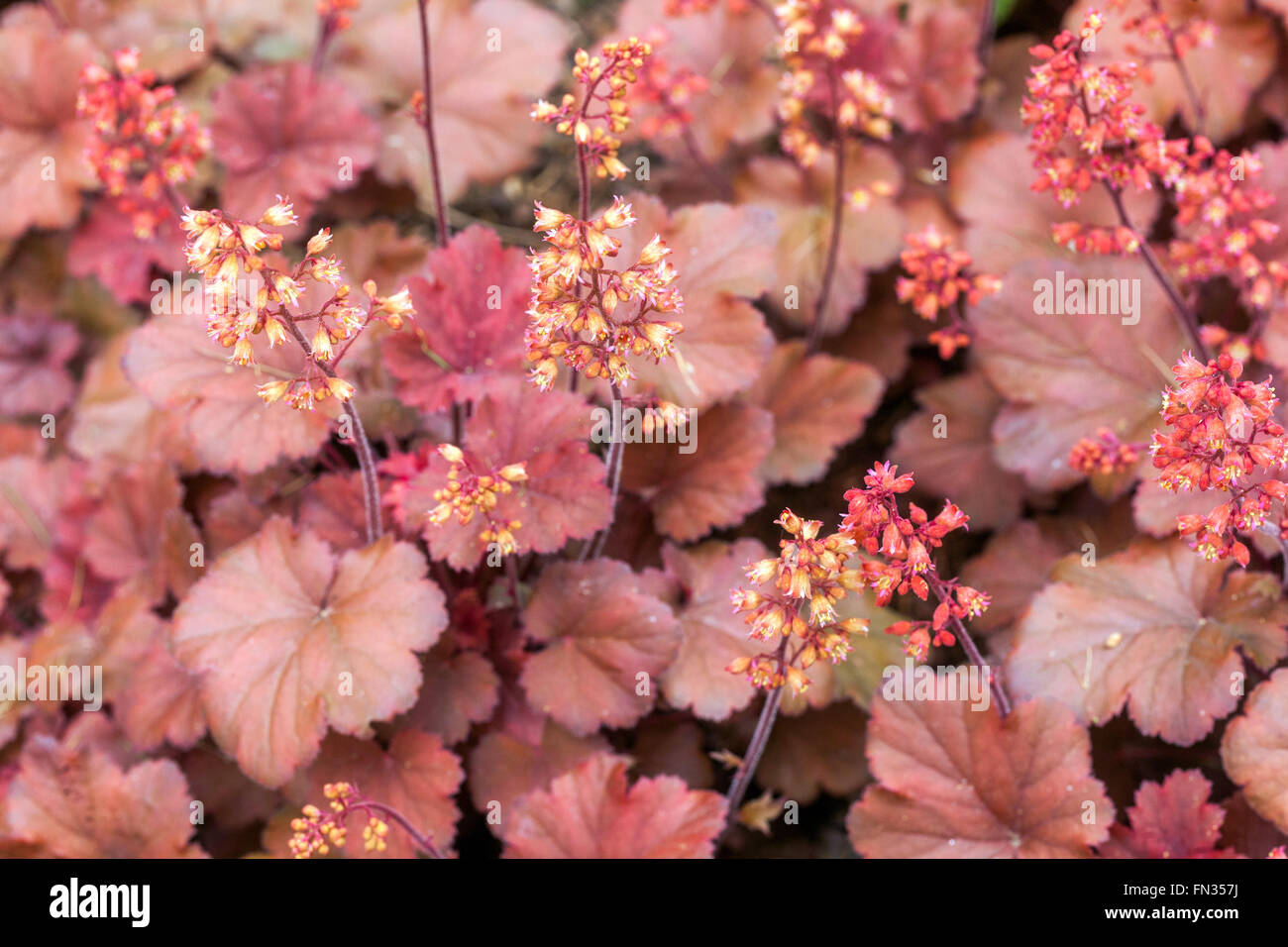 Aloomroot Heuchera 'Cherry Cola' Heuchera Blätter Blumen Laub Lila Rot Heucheras Frühling, Garten Korallenglocken Koralbells Alaun Wurzel Stockfoto