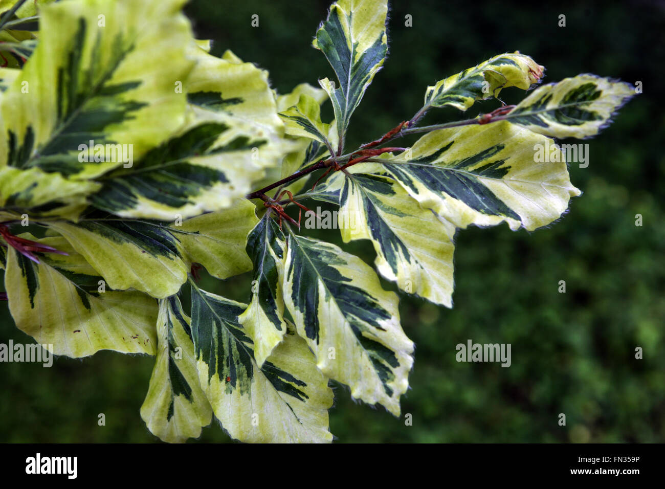 Fagus sylvatica 'Albovariegata', Buche Stockfoto