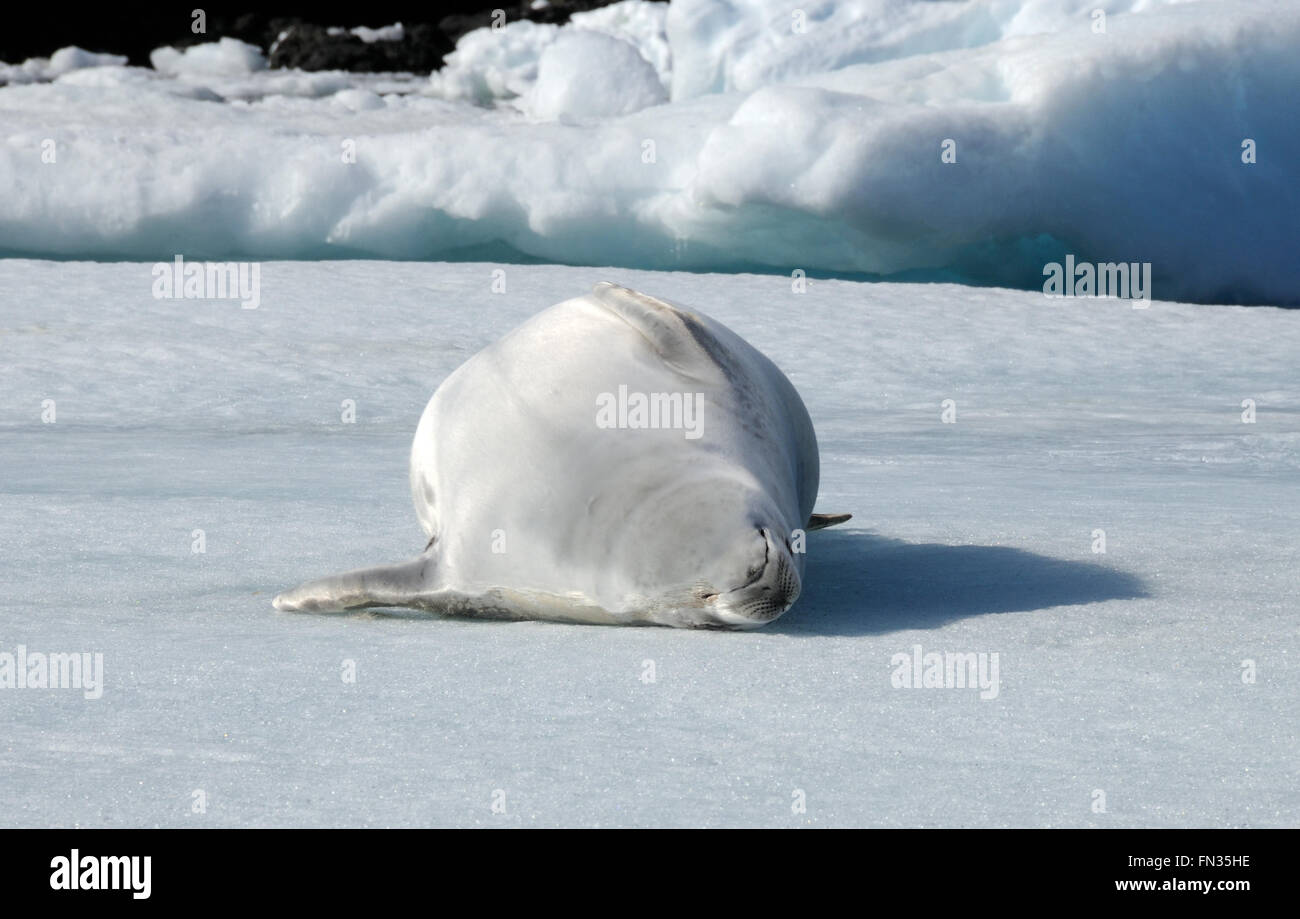 Eine Dichtung Krabbenfresserrobbe (Lobodon Carcinophaga oder Carcinophagus) liegt auf dem Rücken auf einer Eisscholle in Hope Bay. Hope Bay, Trinity Penin Stockfoto