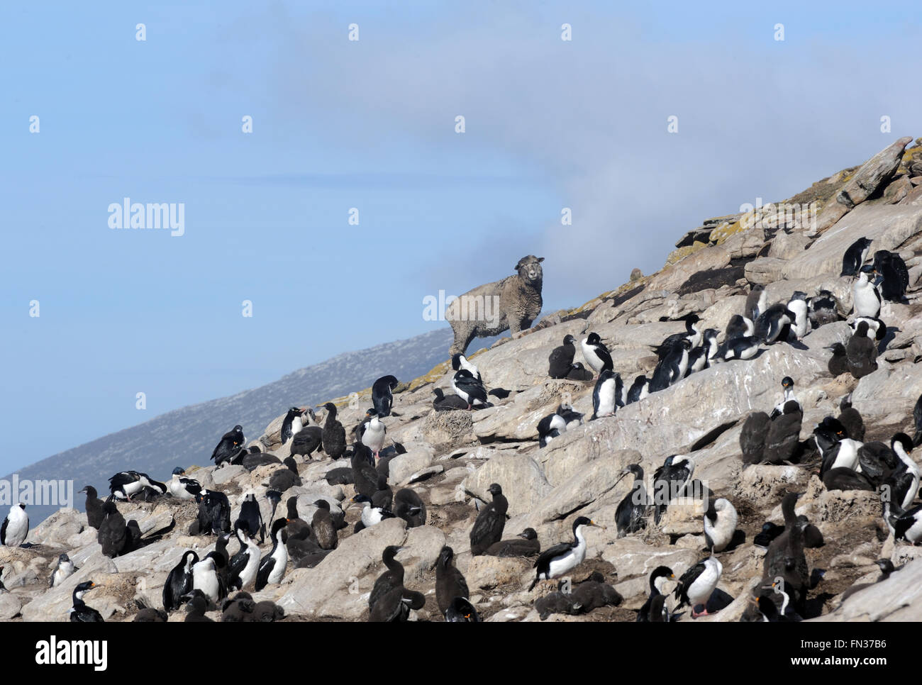Ein Schaf blickt auf eine Verschachtelung Kolonie von kaiserlichen Shag (Phalacrocorax Atriceps) lokal bekannt als schwarzer Shag oder blaue Augen Kormoran Stockfoto