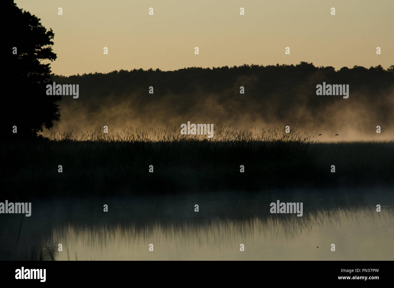 See in Maine an der Dämmerung, wo Nebel aus dem kühlen Wasser steigt auf und zeigt die Marsh Grass auf eine Masse von Land, die sich in den See. Stockfoto