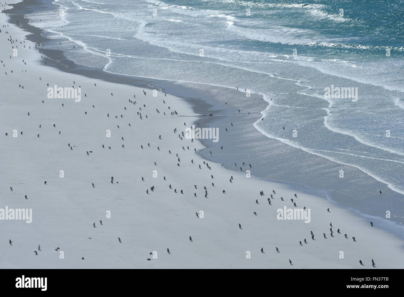 Long-tailed Gentoo Penguins (Pygoscelis Papua) und Megellanic-Pinguine (Spheniscus Magellanicus) auf den weißen Sandstrand Stockfoto