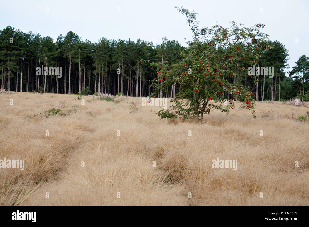 Woodhall Spa Flugplatz Nature Reserve Woodhall Spa Lincolnshire England Stockfoto