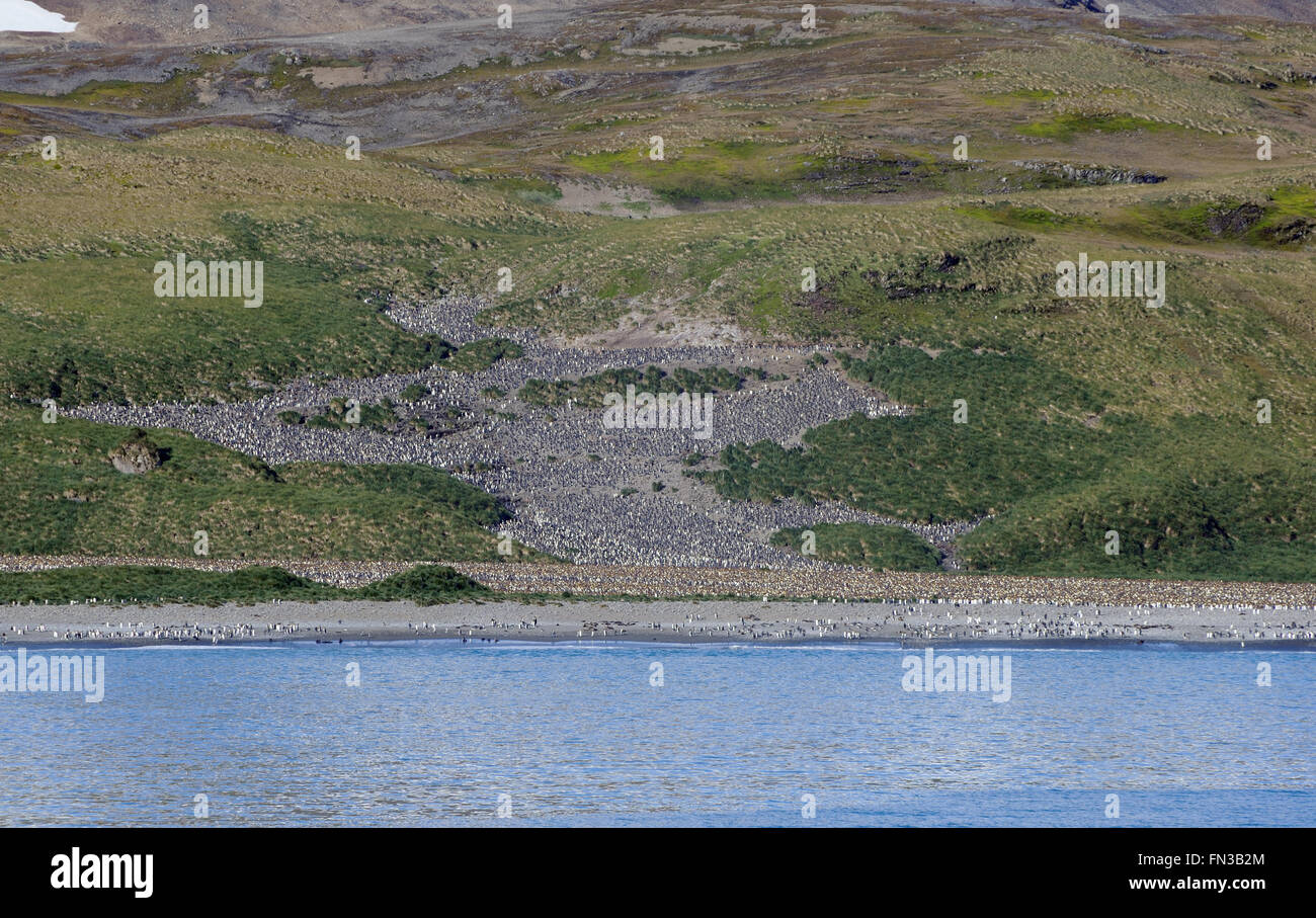 Der König (Aptenodytes Patagonicus) nisten Pinguinkolonie auf einem Hügel oberhalb des Strandes in Salisbury Plain. Stockfoto