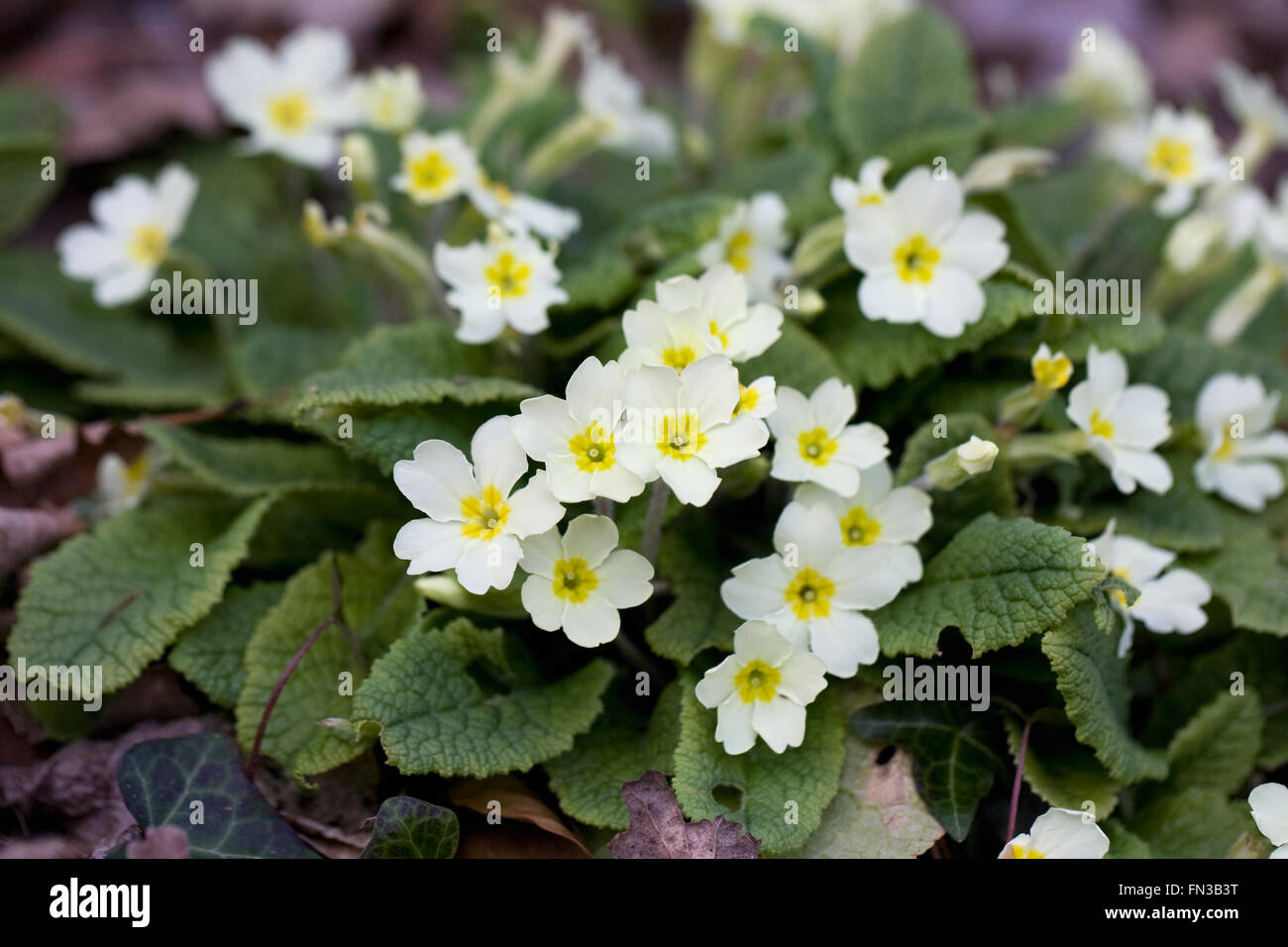 Primula Vulgaris im Garten. Ein Büschel von Primeln Stockfotografie Alamy